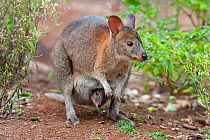 Red necked pademelon (Thylogale thetis) crouched down with joey peering from pouch, in scrubland at edges of rainforest, small macropod found in eastern Australia, Lamington National Park, Queensland,...
