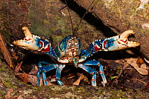 Lamington spiny crayfish (Euastacus sulcatus) blue form, in leaf litter under tree roots with claws raised, rare crayfish that commonly forages away from water on the forest floor above 300m altitude,...