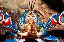 Lamington spiny crayfish (Euastacus sulcatus) blue form, portrait, rare crayfish that commonly forages away from water on the forest floor above 300m altitude, Lamington National Park, Queensland, Aus...