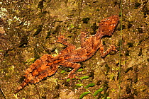 Southern leaf-tailed gecko (Saltuarius swaini) camouflaged against tree bark, highly restricted species found in rainforest on Queenland / New South Wales border, Lamington National Park, Queensland,...
