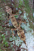 Southern leaf tailed gecko (Saltuarius swaini) camouflaged against tree bark, highly restricted species found in rainforest on Queenland / New South Wales border, Lamington National Park, Queensland,...