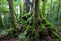 Mulitstemmed tree and roots covered in moss, Antarctic Beech (Nothofagus moorei) Forest, remnant from Gondwanan supercontinent dating back to at least the Cambrian period, 505 Million Years Before Pre...