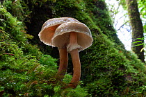 Fungi (Nothofagus cunninghamii) on mossy base of tree in Antarctic Beech (Nothofagus moorei) Forest, remnant from Gondwanan supercontinent dating back to at least the Cambrian period, 505 Million Year...