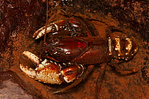 Lamington spiny crayfish (Euastacus sulcatus) red form, in shallow pool in rock, rare crayfish that commonly forages away from water on the forest floor above 300m altitude, Lamington National Park, Q...