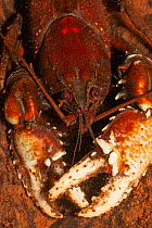 Lamington spiny crayfish (Euastacus sulcatus) red form, close up of head and claws, rare crayfish that commonly forages away from water on the forest floor above 300m altitude, Lamington National Park...