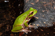 Cascade treefrog (Litoria pearsoniana) on rock, small frog associated with flowing water and waterfalls, Queen Mary Falls, Queensland, Australia.