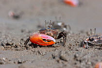 Two toned fiddler crab (Uca vomeris) male in tidal mud flat, Manly, Brisbane, Australia.