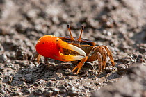 Orange clawed fiddler crab (Uca coarctata) male in tidal mud flat, Manly, Brisbane, Australia.