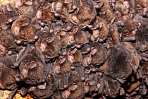 Eastern bentwing / Eastern long fingered bat (Miniopterus orianae oceanensis) hibernating cluster in cave, one bat with batfly (Hippoboscoidea) Girraween National Park, Queensland, Australia.