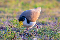 Masked / Spur winged plover / Masked lapwing (Vanellus miles) with distinctive yellow mask, yellow wing spur visible as bird prepares to sit on eggs in grassy field, Minden, Queensland, Australia.