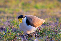 Masked / Spur winged plover / Masked lapwing (Vanellus miles) with distinctive yellow mask, yellow wing spur visible as bird prepares to sit on eggs in grassy field, Minden, Queensland, Australia.