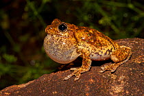 Perons / Emerald spotted tree frog (Litoria peronii) sitting on rock calling at night, vocal sac inflated, near water, common in eastern Australia, Southport, Queensland, Australia.