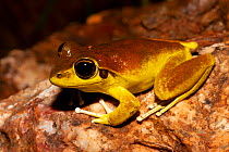 Stony creek frog (Litoria lesueuri) male sitting on stone near water at night, Southport, Queensland, Australia.
