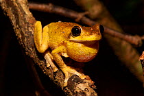 Tylers tree frog (Litoria tyleri) on branch in low shrub over water at night, Gold Coast, Queensland, Australia.