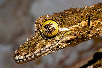 Northern leaf tailed gecko (Phyllurus cornutus) portrait, tree dwelling gecko found in Queensland wet tropics, Atherton, Queensland, Australia.
