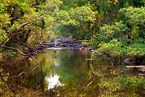 Watercourse in rainforest with overhanging branches, Queensland Wet Tropics World Heritage Area, Cairns, Australia.