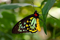 Cairns birdwing butterfly (Ornithoptera euphorion) male resting on leaf, large butterfly endemic to wet tropics in far north Queensland, Cairns, Queensland, Australia.