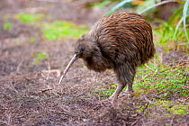 Southern brown kiwi (Apteryx australis) primative flightless bird endemic to New Zealand, Stewart Island, New Zealand.