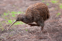 Southern brown kiwi (Apteryx australis) primative flightless bird endemic to New Zealand, Stewart Island, New Zealand.