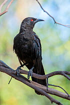 White winged chough (Corcorax melanorhamphos) perched on branch in low shrub, Moree, New South Wales, Australia.