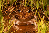 Wide mouthed burrowing frog (Cyclorana novaehollandiae) sitting in marginal vegetation in shallow pond, large carnivorous species that preys on other frogs, Dalby, Queensland, Australia.