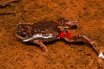Wrinkled toadlet (Uperoleia rugosa) with distinctive red flashes on thighs, partially submerged in shallow pool at night, Dalby, Queensland, Australia.