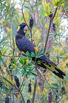 Yellow tailed black cockatoo (Calyptorhynchus funereus) in search of beetle larvae in Banksia tree (Banksia sp.) with seed pods, wet eucalypt forest, Orbost, Victoria, Australia.