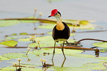 Lotus bird / Comb-crested jacana (Irediparra gallinacea) standing on water lilly (Nymphaeaceae) leaf in pool, Ingham, Queensland, Australia.