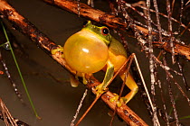 Dainty green tree frog (Litoria gracilenta) male calling from stem over shallow pond, Esk, Queensland, Australia