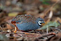 King quail (Synoicus chinensis) foraging in leaf litter, Brisbane, Australia.