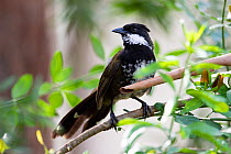Eastern whipbird (Psophodes olivaceus) male perched in branch in forest, Ravensbourne, Queensland, Australia.