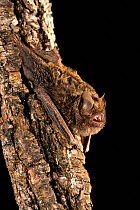 Golden-tipped bat (Phoniscus papuensis) hanging upside down on trunk of tree with mouth open, Ravenshoe, Queensland, Australia.