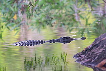 Saltwater / Estuarine crocodile (Crocodylus porosus) partially submerged under tree near waters edge in large freshwater billabong, Australia.