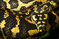 Carpet python (Morelia spilota) colourful rainforest form of this snake found in far north Queensland, close up of head and coils, Atherton, Queensland, Australia.