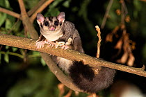Squirrel glider (Petaurus norfolcensis) sitting in branch of low tree at night, Toowoomba, Queensland, Australia.