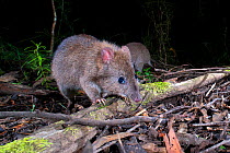 Long footed potoroos (Potorous longipes) foraging for fungi in leaf litter on forest floor, endangered species, Orbost, Victoria, Australia.
