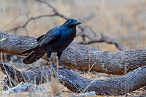 Australian raven (Corvus coronoides) perched on branch on ground in Australian bush, Mildura, New South Wales, Australia.