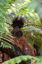 Superb lyrebird (Menura novaehollandiae) male in partial display perched in Tree fern (Cyatheales) in wet eucalypt forest, Lakes Entrance Rainforest, Victoria, Australia.