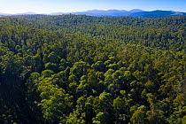 Eucalyptus forest dominated by Silvertop / Black ash (Eucalyptus sieberi), Brodribb Nature Conservation Reserve, South eastern Victoria, Australia. Aerial shot.