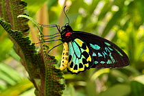 Cairns birdwing butterfly (Ornithoptera euphorion) male resting on fern, large butterfly endemic to wet tropics in far north Queensland, Cairns, Queensland, Australia.