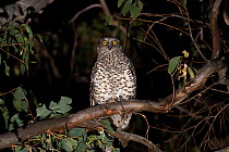 Powerful owl (Ninox strenua) perched in Eucalypt tree (Myrtaceae) at night, Australia&#39;s largest owl and predator of possums and gliders, Stanthorpe, Queensland, Australia.