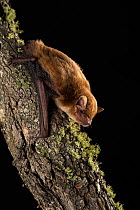 Broad-nosed bat (Scotorepens sp. Parnaby) on tree trunk, undescribed species restricted to small area on border of New South Wales in East Coast Eucalypt (Myrtaceae) forest, Stanthorpe, Queensland, Au...