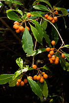 Native daphne / Australian cheesewood / Mock orange (Pittosporum undulatum) berries, Australia.