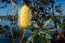 Coastal banksia (Banksia integrifolia) close up of distinctive cylindrical flower, Jervis Bay, New South Wales, Australia.