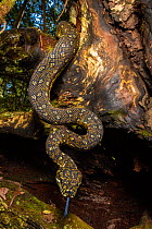 Diamond python (Morelia spilota spilota) subspecies of the more common Carpet python on gnarled fallen tree in Eucalypt (Myrtaceae) forest, Barrington Tops National Park, New South Wales, Australia.