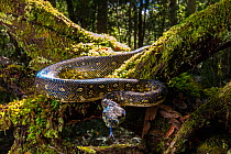 Diamond Python (Morelia spilota spilota) a subspecies of the more common Carpet python, on fallen moss covered tree in Eucalypt (Myrtaceae) forest, Barrington Tops National Park, New South Wales, Aust...