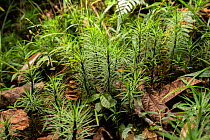 Dawsonia moss (Dawsonia superba) on forest floor, the largest free standing moss in the World, occuring in New Zealand, Australia and New Guinea. Barrington Tops National Park, New South Wales, Austra...