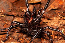 Sydney funnel web spider (Atrax robustus) highly venomous spider, close up of male with fangs and forelegs raised in strike pose, Sydney, New South Wales, Australia.
