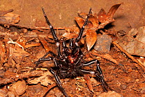 Sydney funnel web spider (Atrax robustus) highly venomous spider, male with fangs and forelegs raised in strike pose, Sydney, New South Wales, Australia.