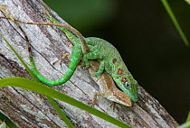 Baoruco green anole lizard (Anolis eladioi) male and female copulating on a fence post. Males are characterized by 3 brown oceli on each side of the head, neck and shoulder, Los Naranjos, Western Sier...